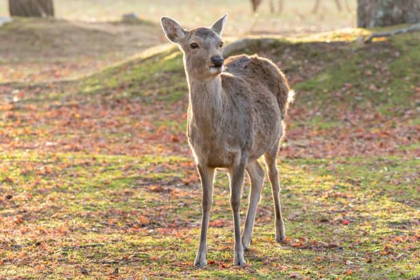 istock Deer of Nara 1139613636