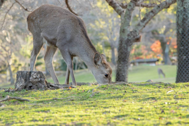 istock Deer of Nara 1139613645