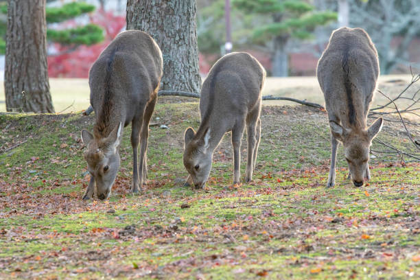 istock Deer of Nara 1139613653
