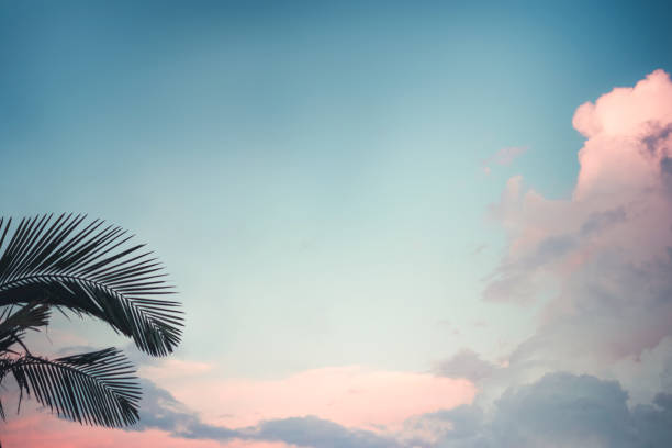 lovely dreamy  pastel tropical sky palm tree leaves and cloud for texture stock photo