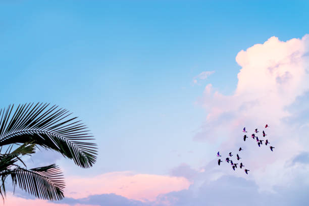 pretty pink blue pastel sky palm tree leaves and flock of birds for texture stock photo