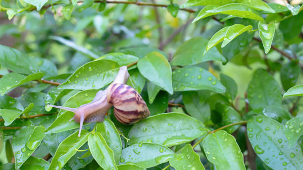 istock Snail On the green leaves with water drops. 1139617028