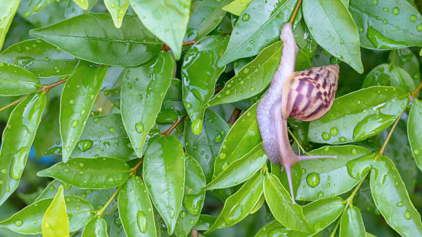 istock Snail On the green leaves with water drops. 1139617088