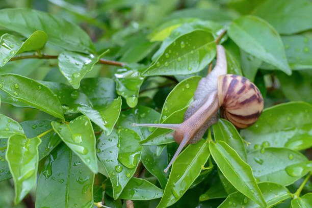 istock Snail On the green leaves with water drops. 1139617089