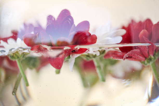 Close up of a flower floating, selective focus
