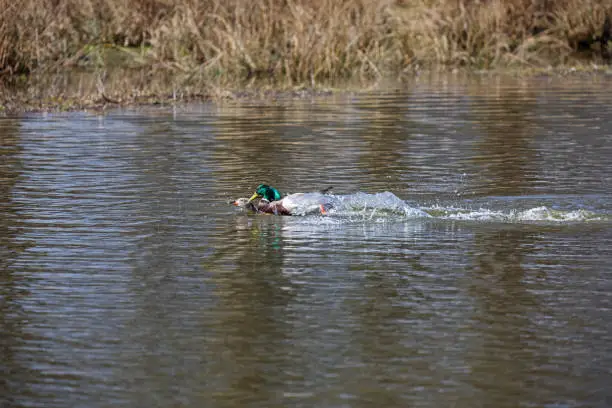 Mallards mating in small lake, it looks more like rape than romantic