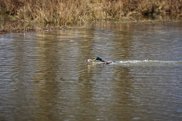 Photo of Mallards mating in small lake