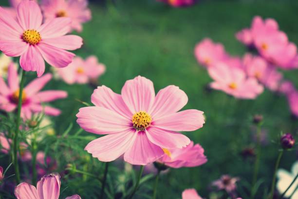 istock Beautiful pink cosmos flower blooming in backyard garden, copy space 1139617543