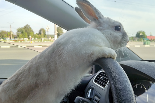White Easter bunny rides to give gifts. Rabbit in the car at the driver's seat behind the steering wheel. Hare driver.