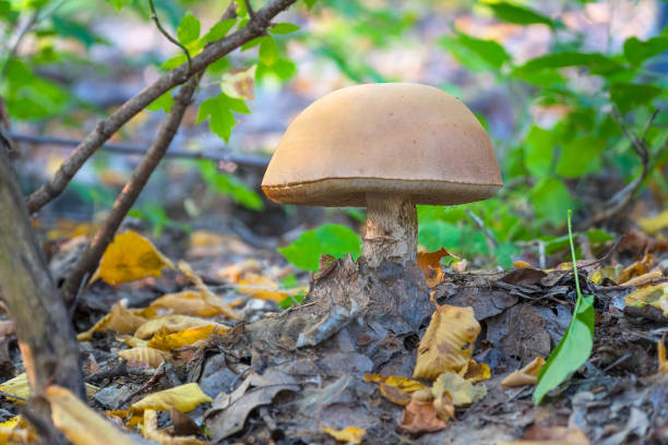 istock Mushroom boletus in the forest 1139617584