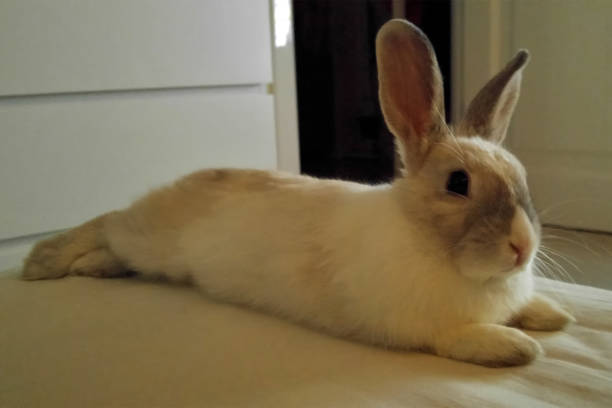 istock white rabbit with a strip lying on the bed. Relaxing 1139617621