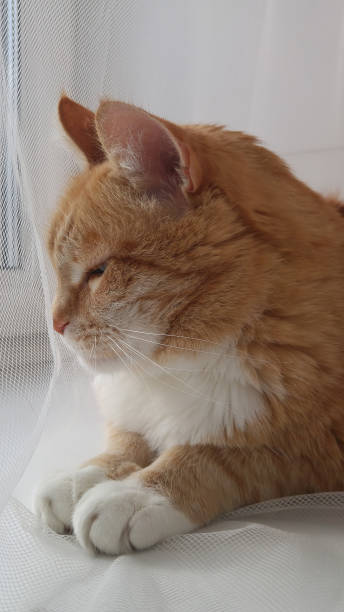 istock Red orange striped with white cat sitting on the window sill curtain. Experienced old smart cat basking in the sun 1139617651