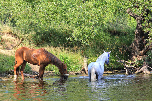cavalli bianchi e marroni vicino al fiume bere acqua - livestock horse bay animal foto e immagini stock