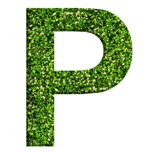 알파벳 문자 p는 녹색 잔디와 clovers로 만든. 흰색 배경에 고립 된 편지 - flower letter p alphabet alphabetical order 뉴스 사진 이미지
