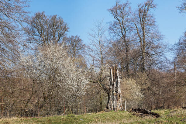 albero rotto solitario - solitare foto e immagini stock