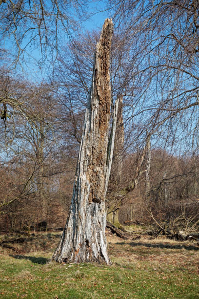 solitare broken tree - solitare imagens e fotografias de stock