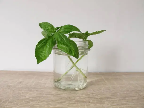 Regrow basil in a glass of water - Basilikum nachziehen im Wasserglas