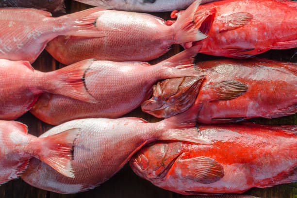 Coral trout (Plectropomus leopardus and P. laevis), or Queen snapper. Row of shining red fish close up. Background of fresh fish on the Asians street market. Sri Lanka, Weligama.