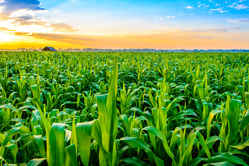 Beautiful morning sunrise over the corn field