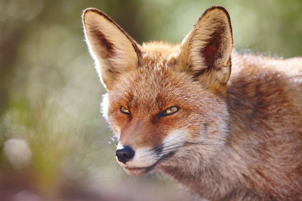 istock Hungry fox with geen background. Wildlife in the forest 1139622477