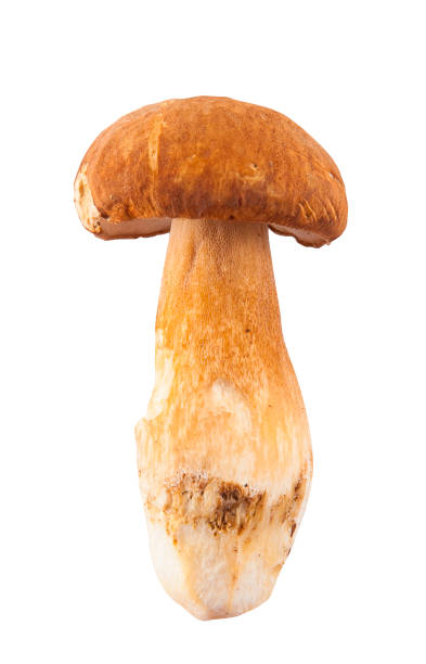 istock Edible mushroom isolated on white 1139624355