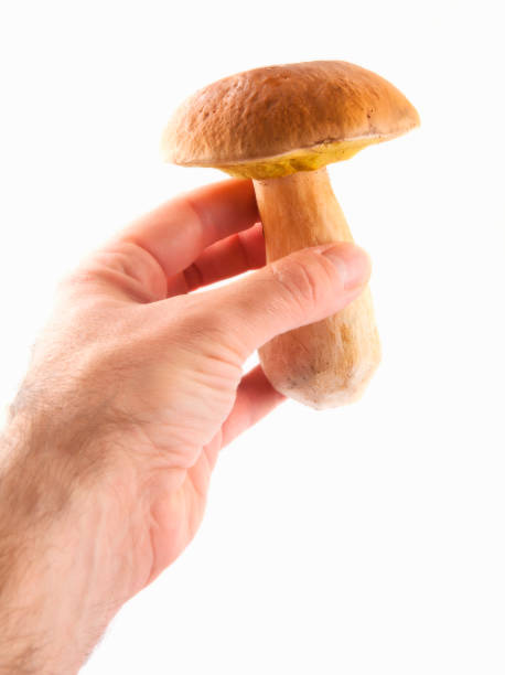 istock Edible mushroom isolated on white 1139624365