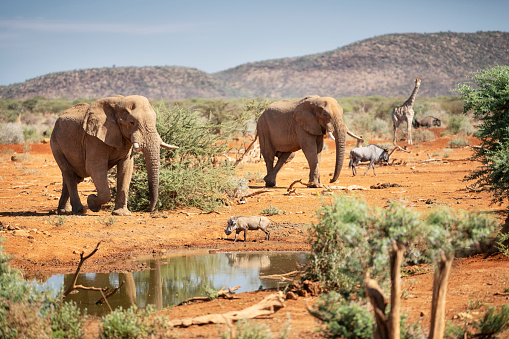 Elephants, Warthog, Giraffe and Gnus at the Waterhole, Namibia. Nikon D850. Converted from RAW.