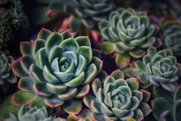 istock Full Frame Shot Of Cactus 1139626831