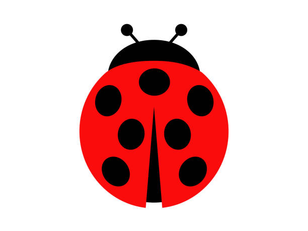 marienkäfer - ladybug stock-grafiken, -clipart, -cartoons und -symbole