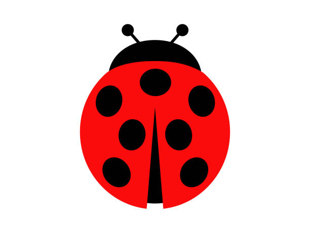 ilustrações de stock, clip art, desenhos animados e ícones de ladybug - ladybug