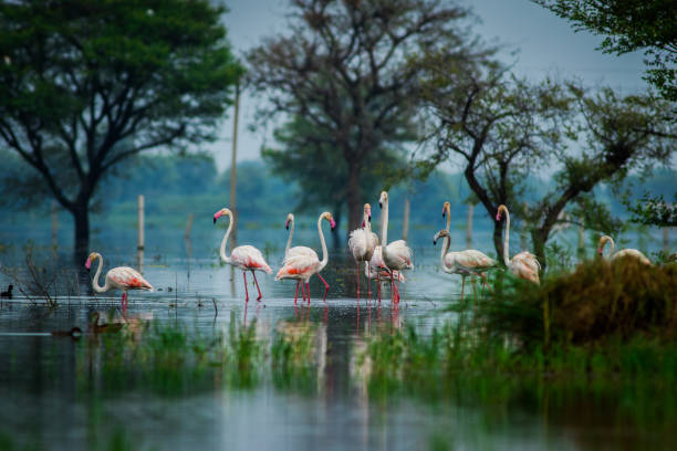 Greater flamingo flock in natural habitat in a early morning hour during monsoon season. A beautiful nature paining created by these flamingos at keoladeo national park, bharatpur, india Greater flamingo flock in natural habitat in a early morning hour during monsoon season. A beautiful nature paining created by these flamingos at keoladeo national park, bharatpur, india keoladeo stock pictures, royalty-free photos & images