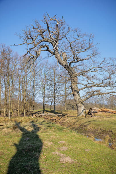 solitare oak tree - solitare imagens e fotografias de stock