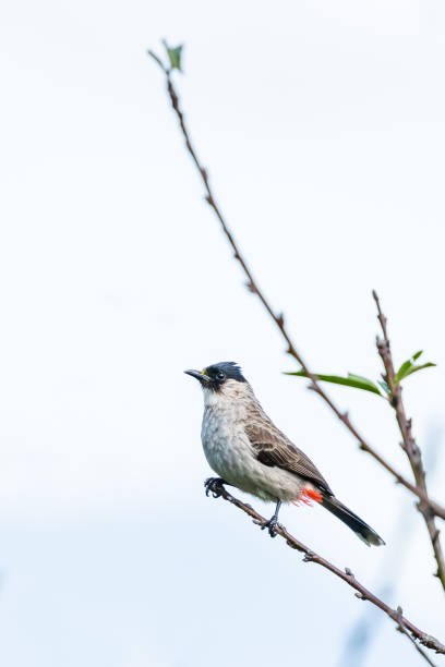 istock Sooty-headed Bulbul perching on a perch of peach tree 1139628928