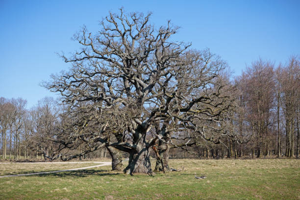 three solitare oak trees - solitare imagens e fotografias de stock