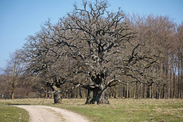 three solitare oak trees - solitare imagens e fotografias de stock