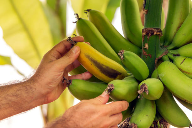 A person is tearing off the banana from banana tree. A person is tearing off the banana from banana tree. banana tree stock pictures, royalty-free photos & images