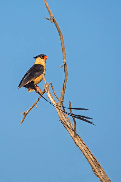 istock Shaft-tailed Whydah 1139630678