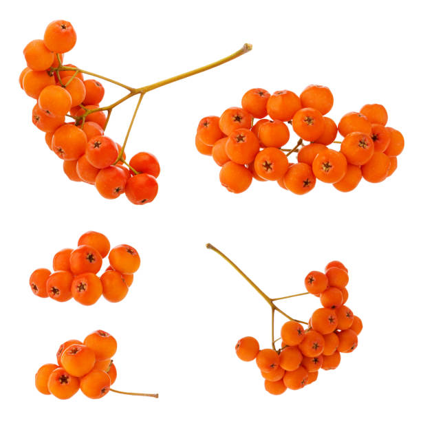 Rowan brush ripe red berries set isolated on white background