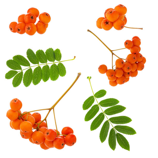 istock Rowan brush ripe red berries set with green leaf isolated on white background 1139631208