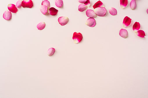 Design concept - top close up view of a lot of red rose petal pattern on pink background for mother, wedding and valentine day mockup