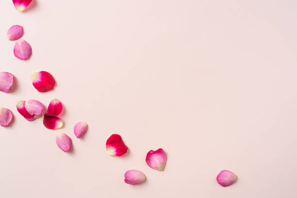 ピンクの赤いバラの花びらのトップクローズアップビュー - petal ストックフォトと画像