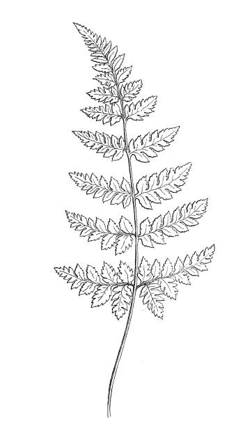 Spinulose Wood Fern (Dryopteris carthusiana) Illustration of a Spinulose Wood Fern (Dryopteris carthusiana) polypodiaceae stock illustrations