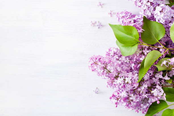 istock beautiful lilac flowers on white background 1139633689