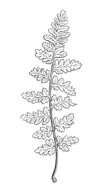 Cystopteris ,bladderferns or fragile ferns Illustration of  a Cystopteris ,bladderferns or fragile ferns polypodiaceae stock illustrations