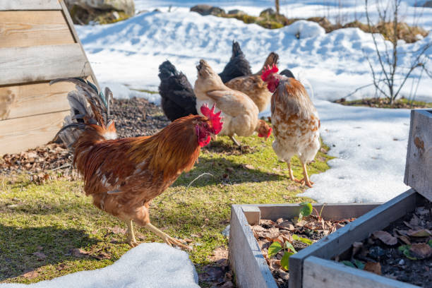 chickens out walking in a garden with gras and snow chickens out walking in a garden with gras and snow in sweden spring 2019 chickens in the poultry yard eating stock pictures, royalty-free photos & images