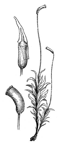 Catharinea undulata Illustration of a Catharinea undulata lycopodiaceae stock illustrations