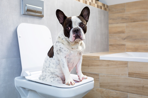 French bulldog sitting on a toilet seat in bathroom