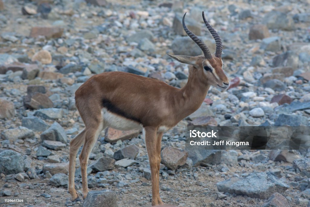 Arabian Sand Gazelle (Gazella marica) in the rocks of the United Arab Emirates (UAE). Gazelle Stock Photo