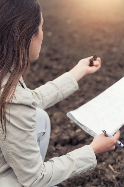 beautiful business woman in agricultural field, examining the soil, agriculture, women leadership, working, sunset, one young emancipated woman, woman in charge, portrait, back lit, outdoors, springtime, - back lit women one person spring imagens e fotografias de stock