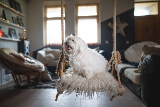 istock Cute and cheerful maltese dog on a home swing 1139647226
